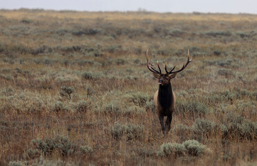 Bull Elk During the Rut in Wyoming in Autumn