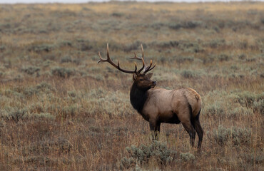 Bull Elk During the Rut in Wyoming in Autumn