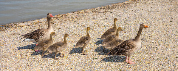 Entenmama und Papa mit junge K&uuml;ken am Seeufer