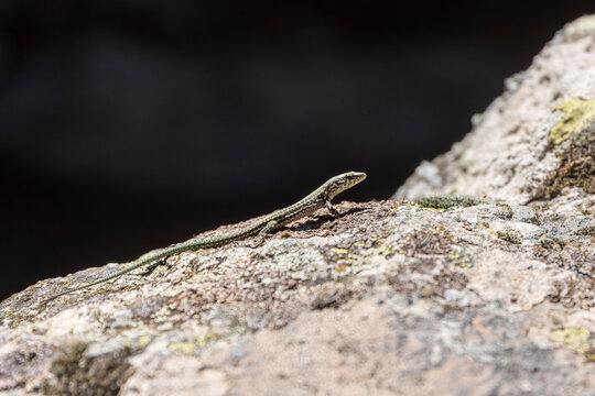 Tyrannische Mauereidechse (Podarcis tiliguerta) auf einem Felsen im Sonnenlicht, Korsika, Frankreich