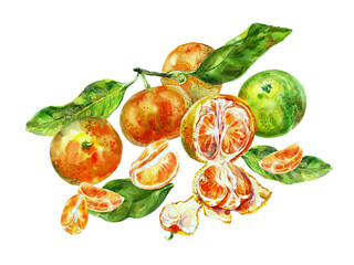 Painting template of orange fruit with leaves. Watercolor hand-drawn elements. Isolated on white background. Delicious fruit clip-art illustration. Used on labels, napkins, towels, tableware, package