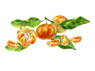 Paint of orange fruit with leaves. Watercolor hand-drawn elements. Isolated on white background. Delicious fruit clip-art illustration. Used on labels, napkins, towels, tableware, package