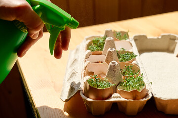 Fresh microgreens growing in eggshells in paper egg box. Woman's hand spraying watercress in mini...