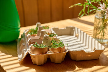 Fresh microgreens growing in eggshells in paper egg box. Watercress in mini vegetable garden at home. Eco sostenible life. Healthy eating.