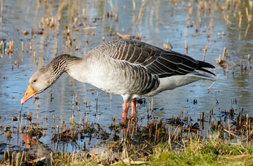 Graugans im Frühling