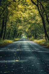 Obraz premium A peaceful road surrounded by trees in the heart of a dense forest. Perfect for nature lovers and travel enthusiasts