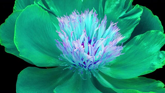 Amazing blue Peony flower background. Mother's day, Holiday, Love, birthday