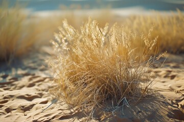A bush of grass on a sandy beach. Perfect for beach-themed designs and nature-inspired projects