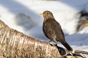 European blackbird