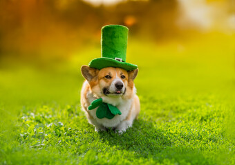 portrait funny Corgi dog puppy in a green leprechaun hat and bow tie in honor of St. Patrick sits...