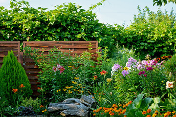 kolorowe floksy wiechowate i pomarańczowe aksamitki na kwiatowej rabacie w ogrodzie, Phlox paniculata, Tagetes patula, beautiful garden with marigold, lily and pflox, designer garden,