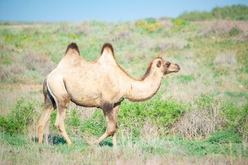 Beautiful white camel in the steppe walking and eating