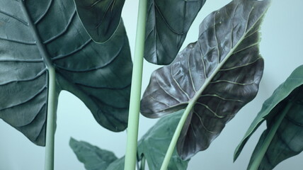 Natural Leaf Texture Background. Closeup of Green Rubber Plant Leaf Surface. Top View