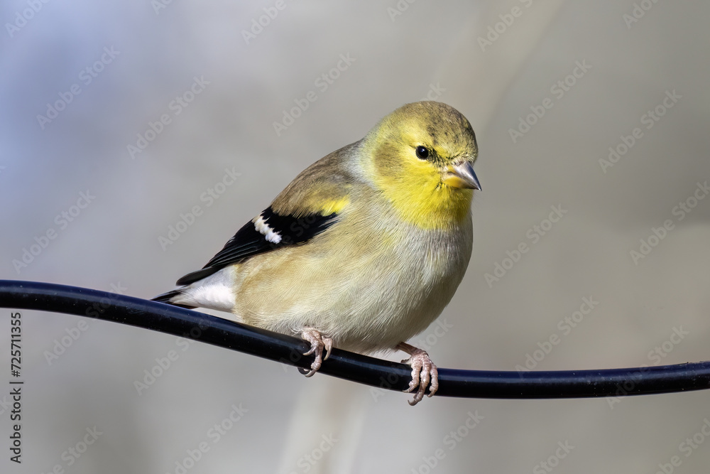 Wall mural American Goldfinch
(Spinus tristis) sitting at the feeder