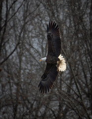 Birds - Bald Eagle, Sleeter Lake, Round Hill, Virginia.jpg