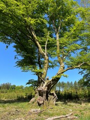 tree in the mountains