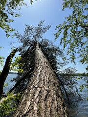 Fototapeta premium fallen tree in forest lake