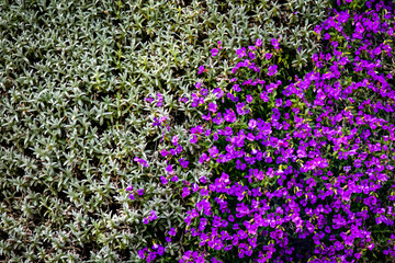 Obraz premium Flowers - Purple Aubrieta, Wengen, Bernese Oberland, Switzerland.jpg