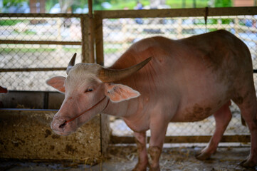 Cows and their calves graze peacefully in a green farm meadow