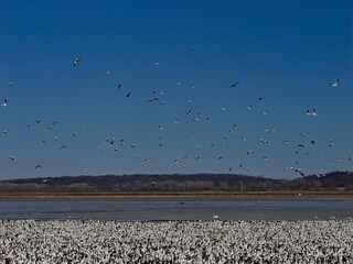 Thousands of Snow Geese Migrate Through Missouri