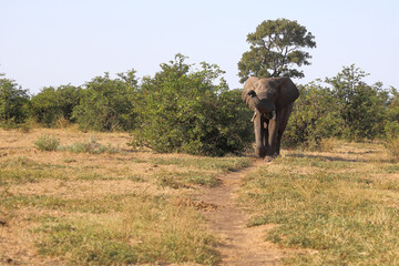 Afrikanischer Elefant / African elephant / Loxodonta africana