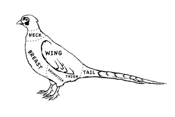 Butcher diagram guide for cutting pheasant in black and white graphic style
