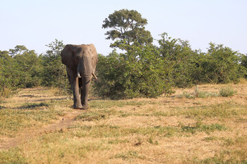 Afrikanischer Elefant / African elephant / Loxodonta africana