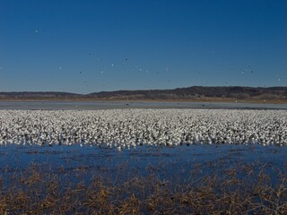 Thousands of Snow Geese Migrate Through Missouri