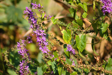 Closeup of purple loosestrife flowers with selective focus on foreground