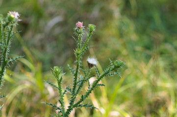 Closeup of spiny plumeless thistle buds with green blurred plants on background