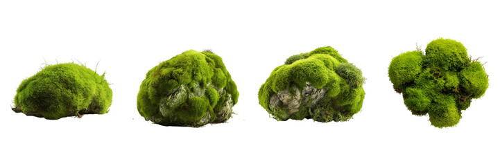 Set of a photo image of a Moss on a Transparent Background