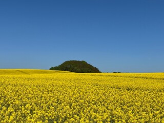 Obraz premium field of yellow rapeseed