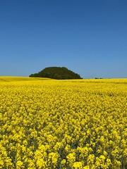 Obraz premium field of yellow rapeseed