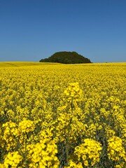 Obraz premium field of yellow rapeseed