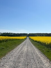 country road beetwen yellow rapeseed field in spring