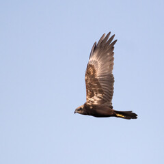 Western Marsh Harrier