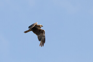 Western Marsh Harrier