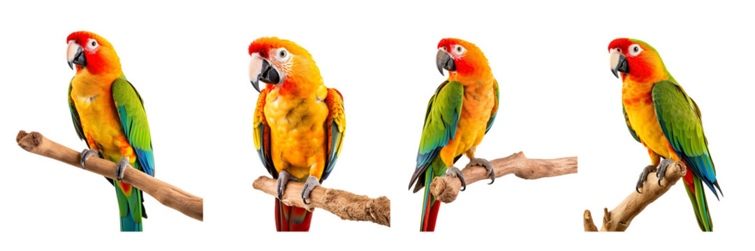  Set of a photo image of a Parrot Perch on a Transparent Background 