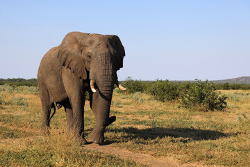 Obraz premium Afrikanischer Elefant / African elephant / Loxodonta africana