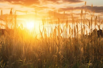 Wheat field at sunset or sunrise with sun rays and lens flare - obrazy, fototapety, plakaty