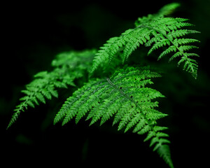 Plants - Fern, Bears Den, Appalachian Trail, Virginia.jpg