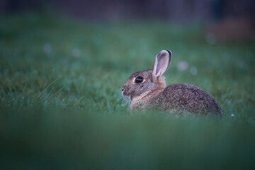 Alert European Rabbit (Oryctolagus cuniculus) nestled in the grass, its soft fur and keen eyes blending into the twilight hues.