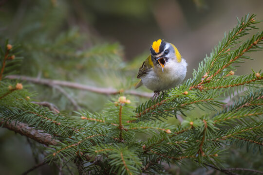 A Firecrest (Regulus ignicapilla) perched on a fir branch, showcasing its vibrant crown as it sings.