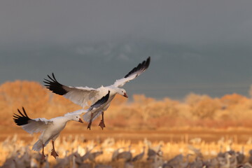 Snow geese Bernardo Waterfowl Area – Bosque, New Mexico USA