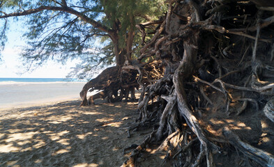 Raices de rbol en la playa de Kee, Isla de Kauai, Hawaii, Estados Unidos