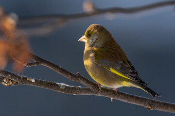 The European greenfinch or simply the greenfinch (Chloris chloris)