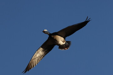 Snow geese Bernardo Waterfowl Area – Bosque, New Mexico USA