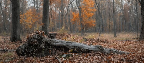 Obraz premium Autumn forest work involves removing decayed wood before winter.