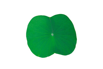 Isolated green waterlily leaf on white background, with clipping path.