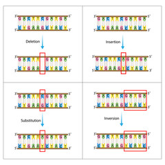 Point mutation, error during DNA replication. Deletion, Insertion, Inversion, Substitution Scientific design, Vector illustration.	
